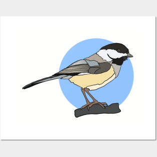 Black Capped Chickadee on Blue Posters and Art